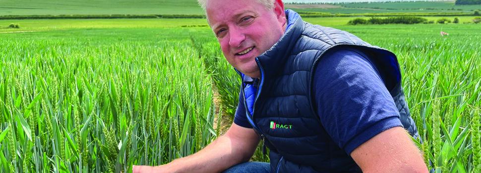 New winter wheat closes BYDV resistance yield gap