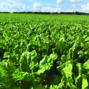Fodder and energy beet varieties on offer