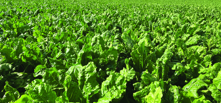 Fodder and energy beet varieties on offer