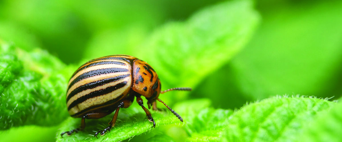Growers praised after eradication of potato pest