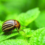 Growers praised after eradication of potato pest