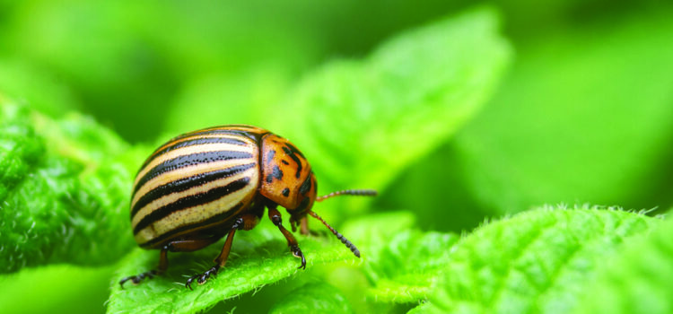 Growers praised after eradication of potato pest