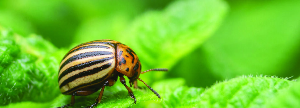 Growers praised after eradication of potato pest