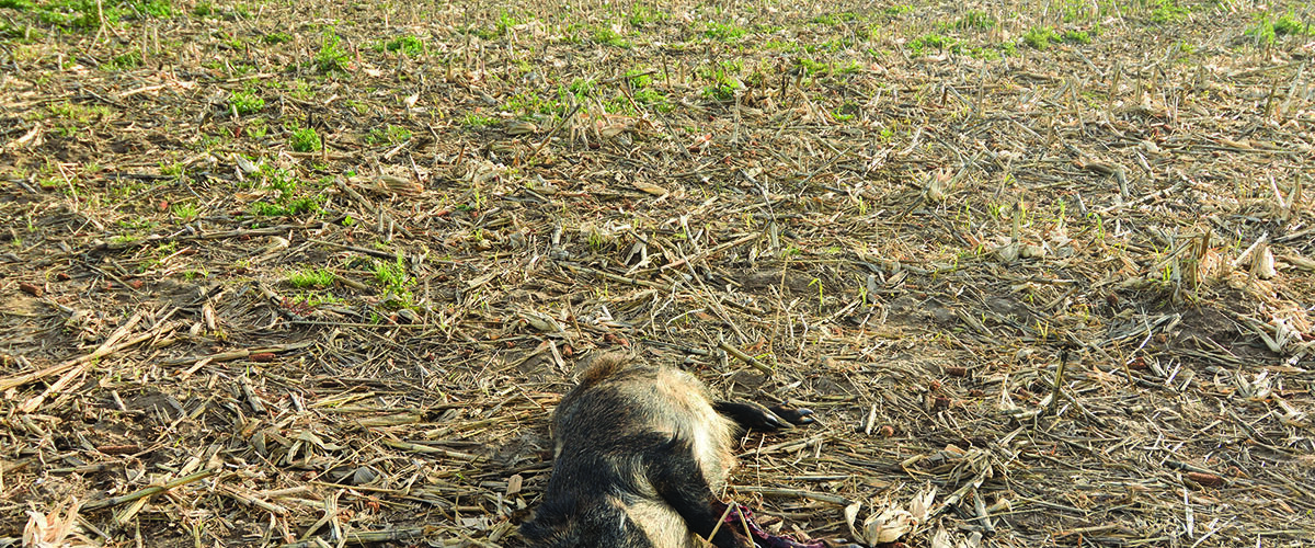 Threat from Spanish African Swine Fever