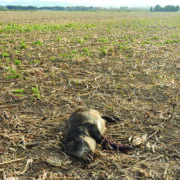 Threat from Spanish African Swine Fever