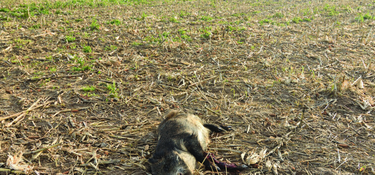 Threat from Spanish African Swine Fever