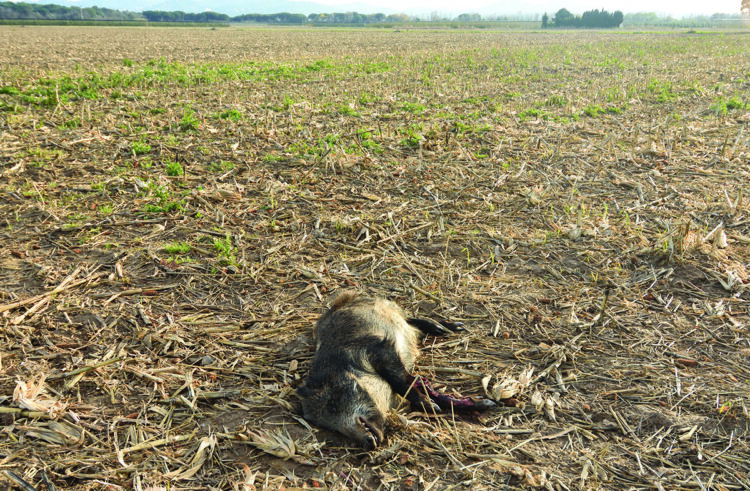 Threat from Spanish African Swine Fever