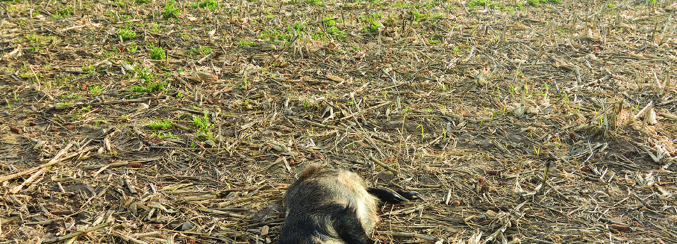 Threat from Spanish African Swine Fever