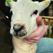 Antibiotics misuse lifts costs and resistance risks