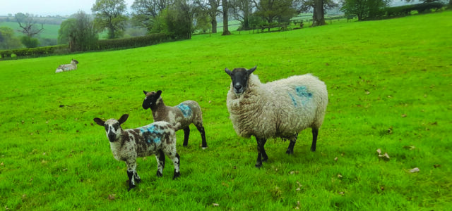 Forage and flexibility strengthen resilience