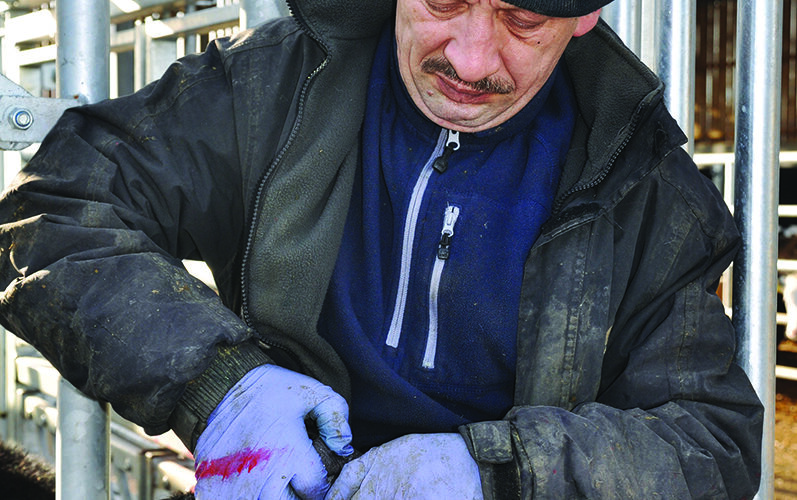 Lungworm threat puts focus on pre-turnout protection