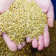 Prioritise flexibility when selecting spring barley