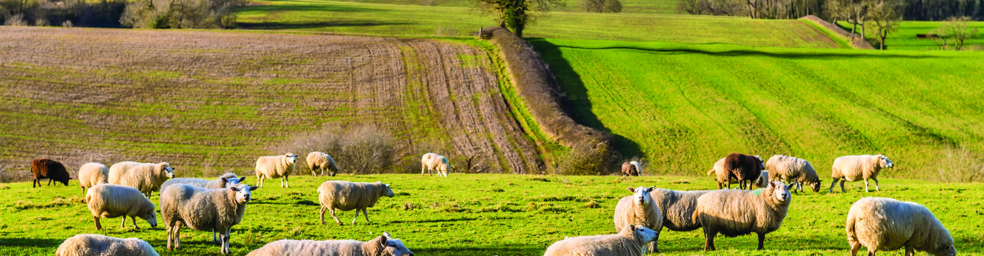 Sheep carcase rules come into force