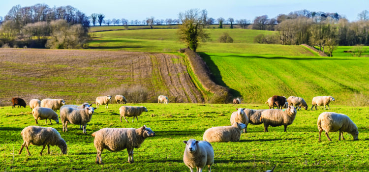 Sheep carcase rules come into force
