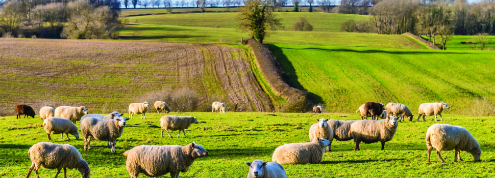 Sheep carcase rules come into force