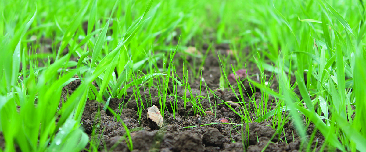 How to achieve the best from weed control this spring