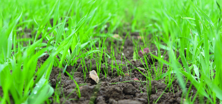 How to achieve the best from weed control this spring