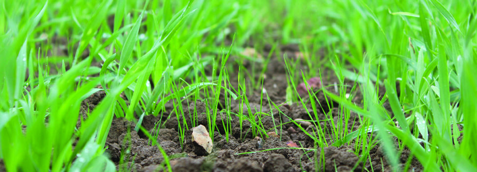 How to achieve the best from weed control this spring