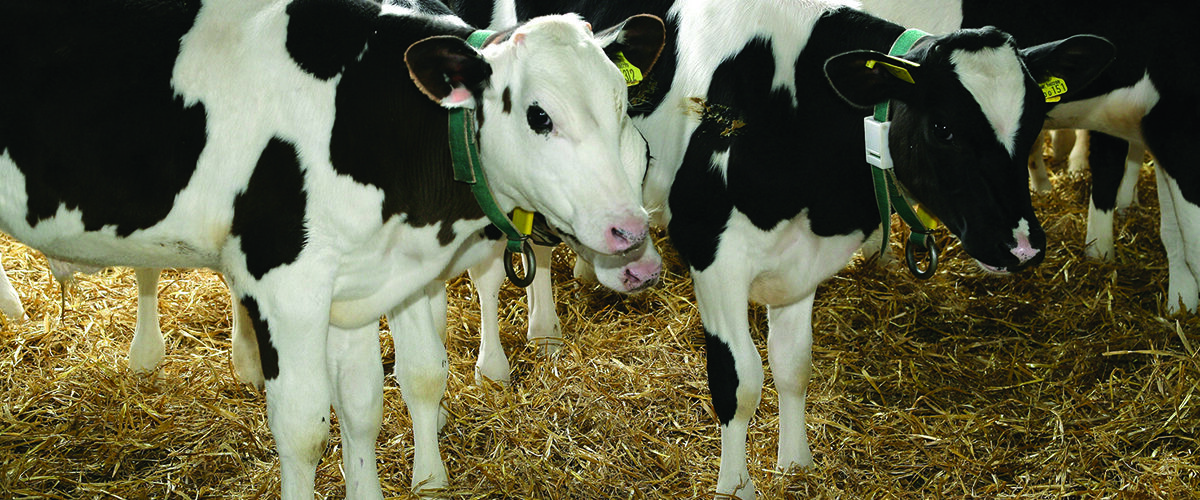 Study uncovers colostrum failures behind calf scours