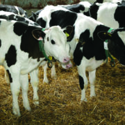Study uncovers colostrum failures behind calf scours