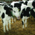 Study uncovers colostrum failures behind calf scours