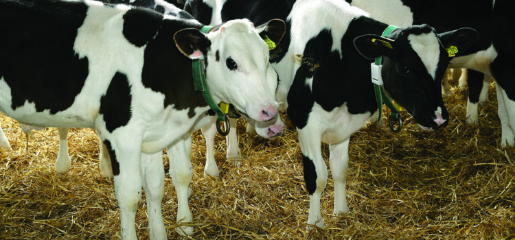 Study uncovers colostrum failures behind calf scours