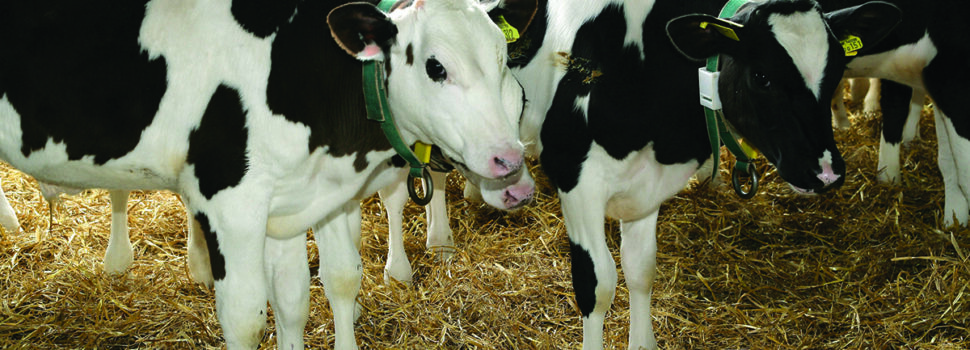 Study uncovers colostrum failures behind calf scours
