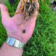 Nutrition programme delivering across range of crops