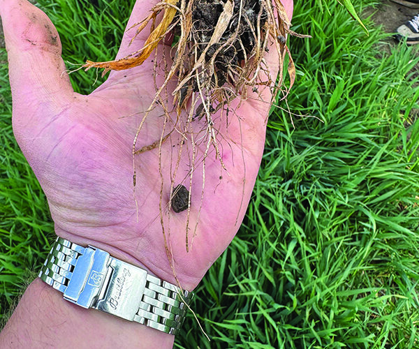 Nutrition programme delivering across range of crops