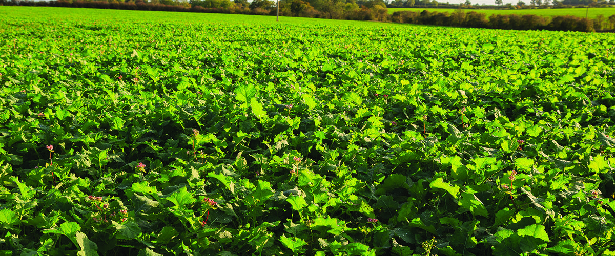 Plenty of positives for oilseed rape as spring nears