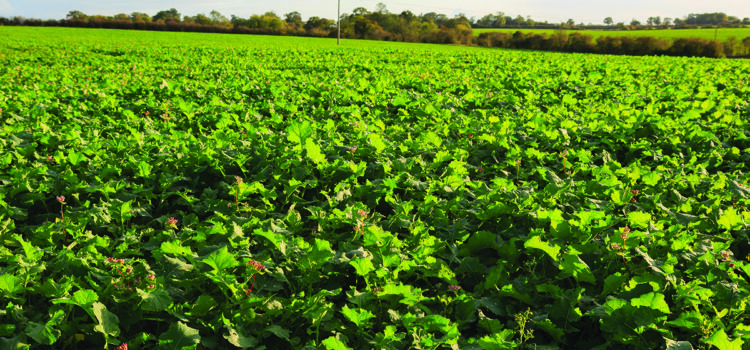 Plenty of positives for oilseed rape as spring nears