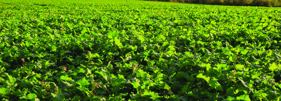 Plenty of positives for oilseed rape as spring nears