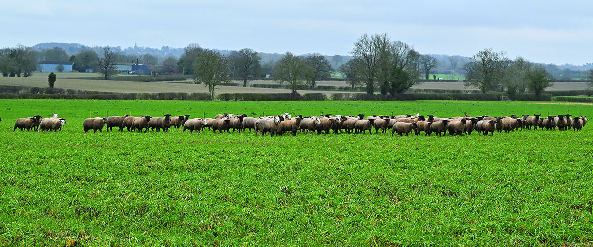 Growers seek alternatives to traditional break crops