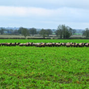 Growers seek alternatives to traditional break crops