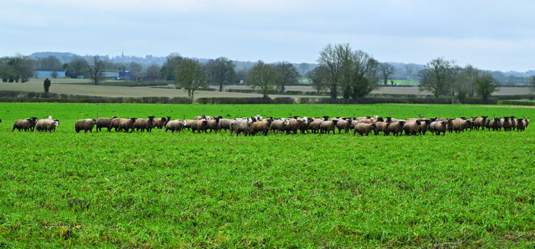 Growers seek alternatives to traditional break crops