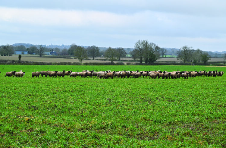 Growers seek alternatives to traditional break crops