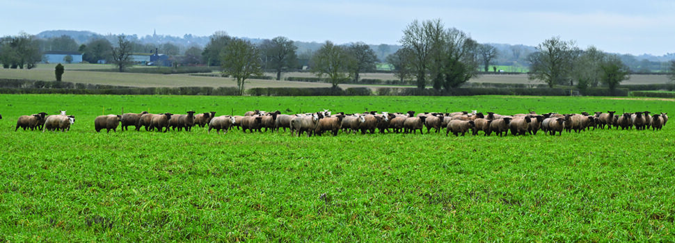 Growers seek alternatives to traditional break crops