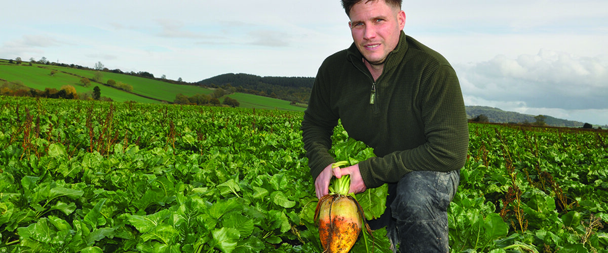 More livestock farmers consider fodder beet