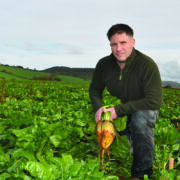 More livestock farmers consider fodder beet