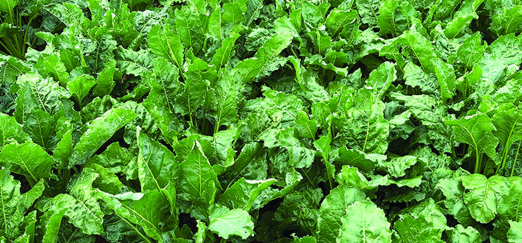 Crop ‘could benefit from biostimulants’