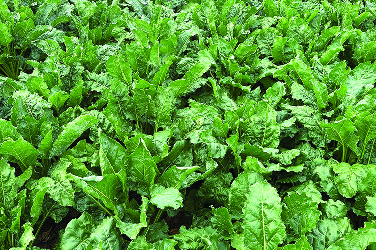 Crop ‘could benefit from biostimulants’