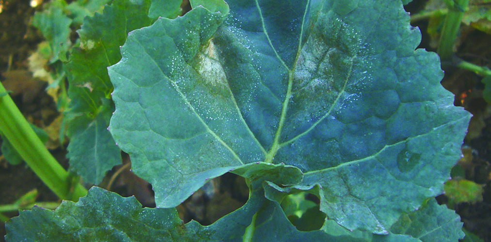 Opportunity to control light leaf spot