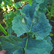 Opportunity to control light leaf spot