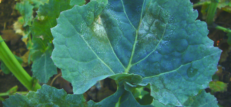 Opportunity to control light leaf spot