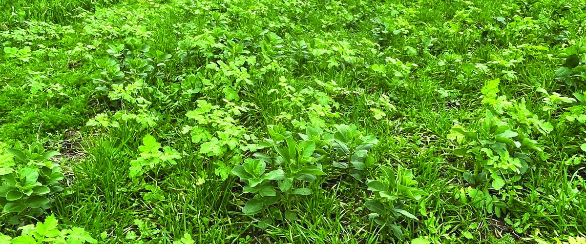 Revolution, restoration, resilience