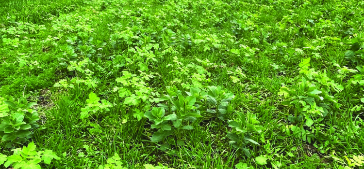 Revolution, restoration, resilience