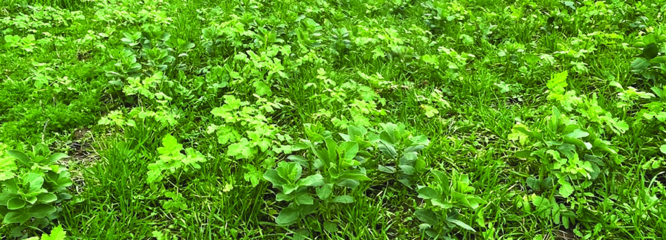 Revolution, restoration, resilience