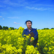 First precision-bred oilseed rape to be grown on UK farms