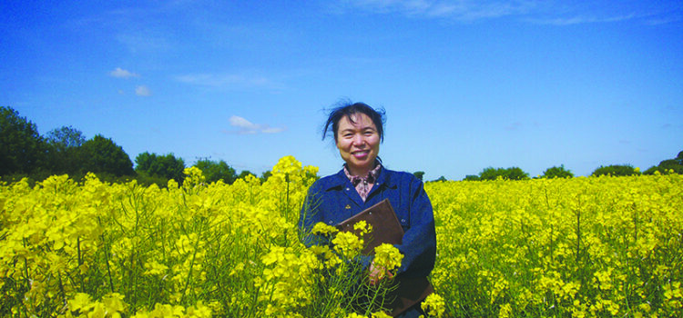 First precision-bred oilseed rape to be grown on UK farms