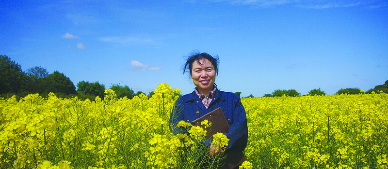 First precision-bred oilseed rape to be grown on UK farms